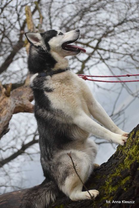Azurro - młody pies w typie siberian husky adopcja