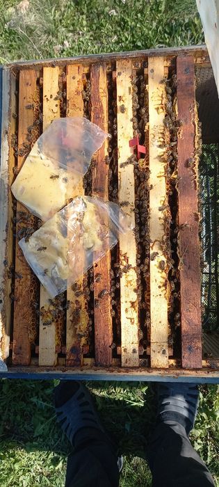 Продам бджолосімї карпатка