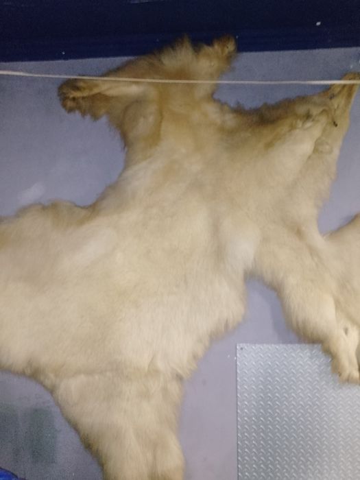 Продам ведмежу шкуру