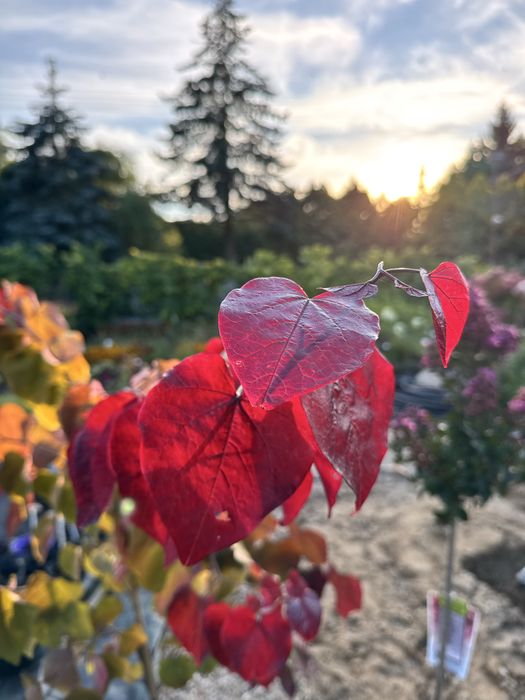 Cercis 'Eternal Flame' Judaszowiec