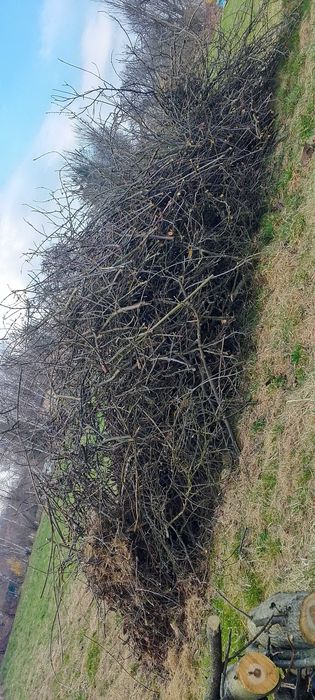 Oddam gałęzie w Stróżówce