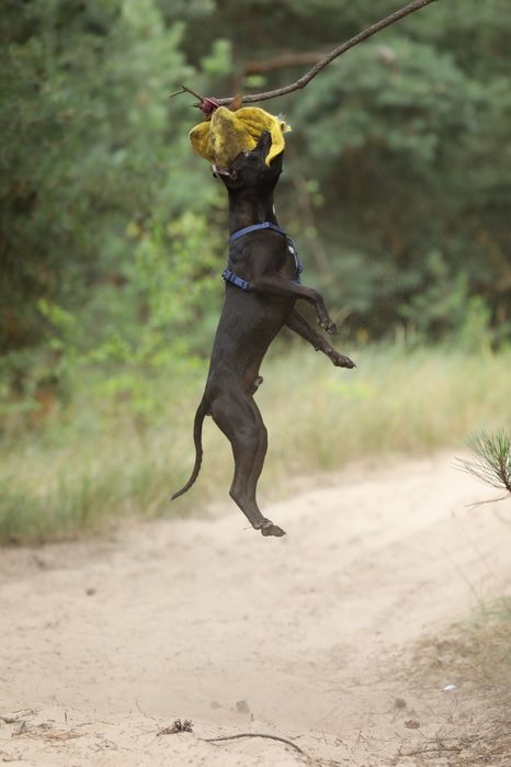 Цуценята та молоді Американські пітбулі.
