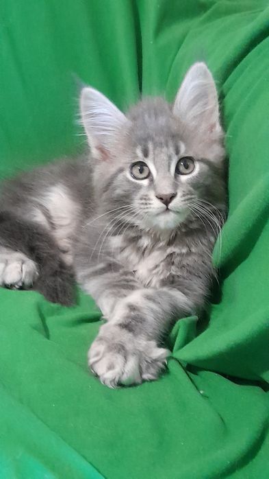 Пропоную кошенят мейн кун.
