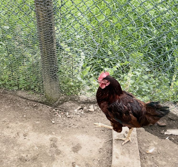 galos troco por duas poedeiras cada galo até sábado ou domingo