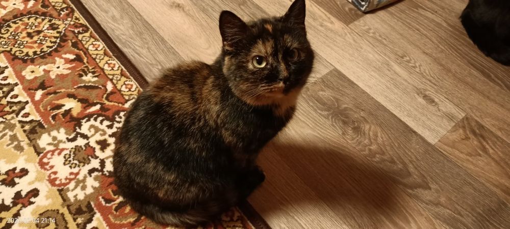 Шукають теплий дім та доброго хазяїна