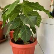 Кофе кофейное дерево   25 см