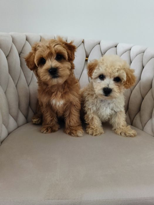 sliczne chłopaki  Maltipoo