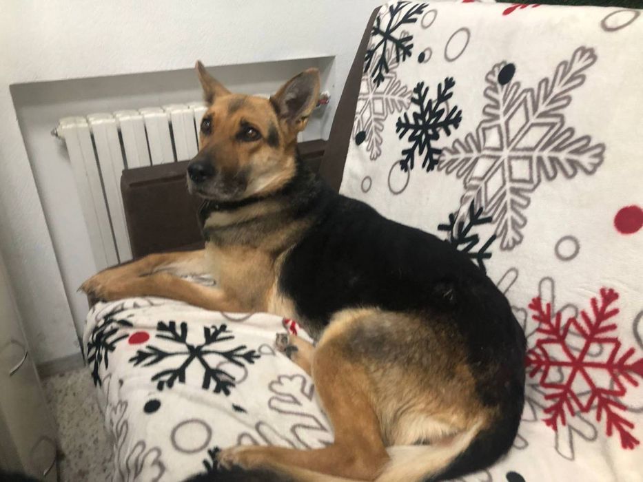 собака, 5-7 років, знайдена