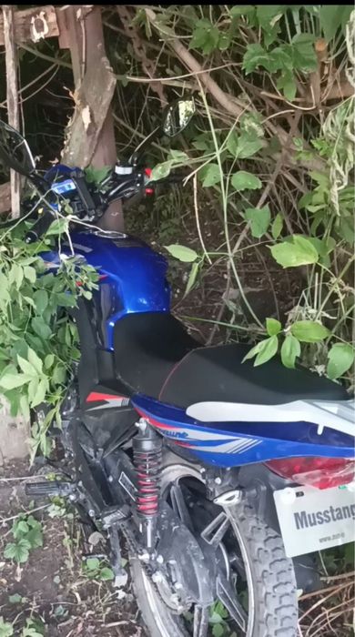 Mustang Fortuna 200
