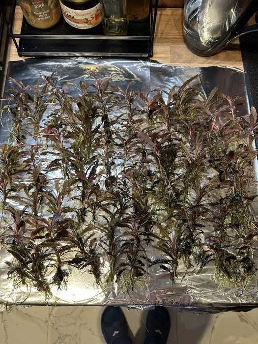 Ozdoby akwariowe anubias + bucephalandry zestaw