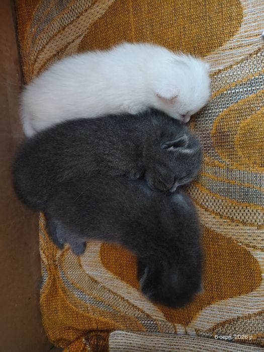 Кошенята від мами шотландки