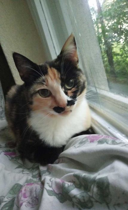 подарую кицьок стерилізованих