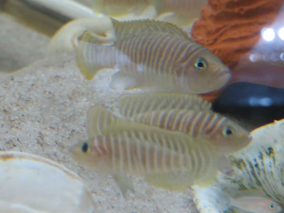 Neolamprologus similisi tanganika muszlowce