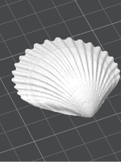 Мушля, ракушка продам