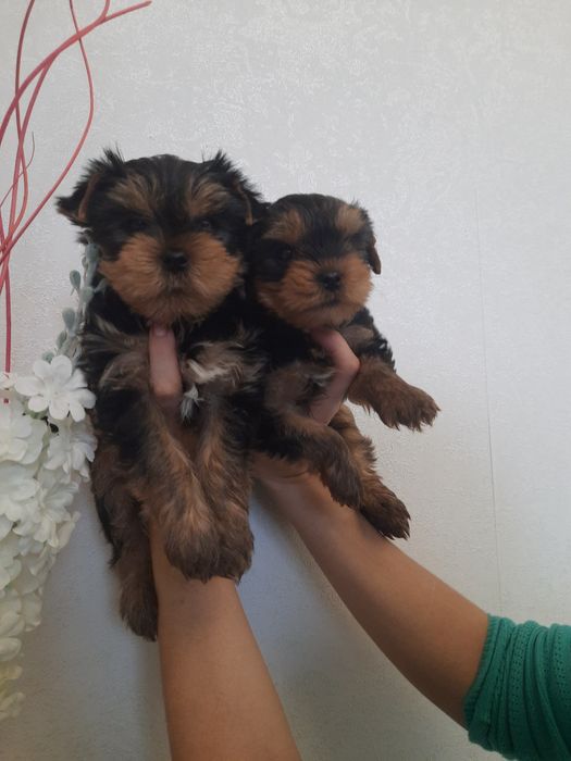 Родословные детишки