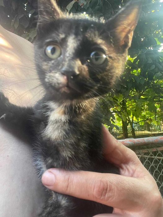 Gatinha procura novo lar - para adoção responsável