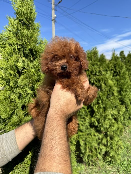 Хлопчик Тікап 8 місяців підходить в розведення
