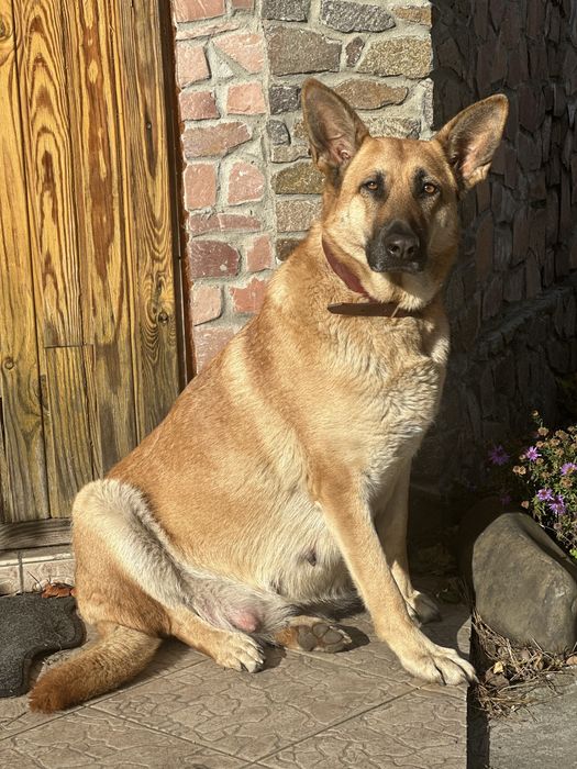 Бронь Зонарные щенки старотипная НО.