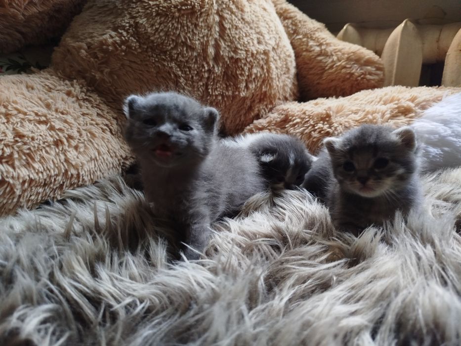 Кошенята в добрі руки