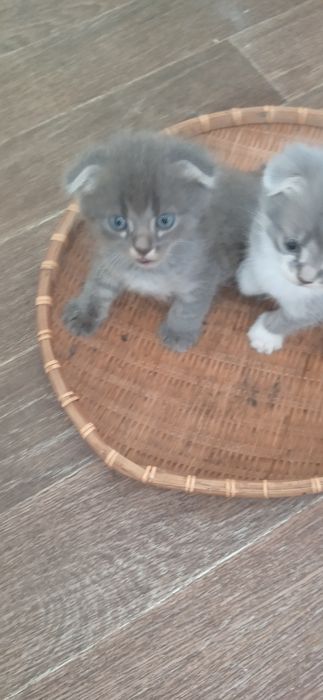 Котешенята шукають нових друзів.