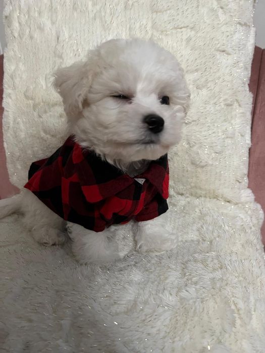 Bichon Frise piesek FCI małe cudo