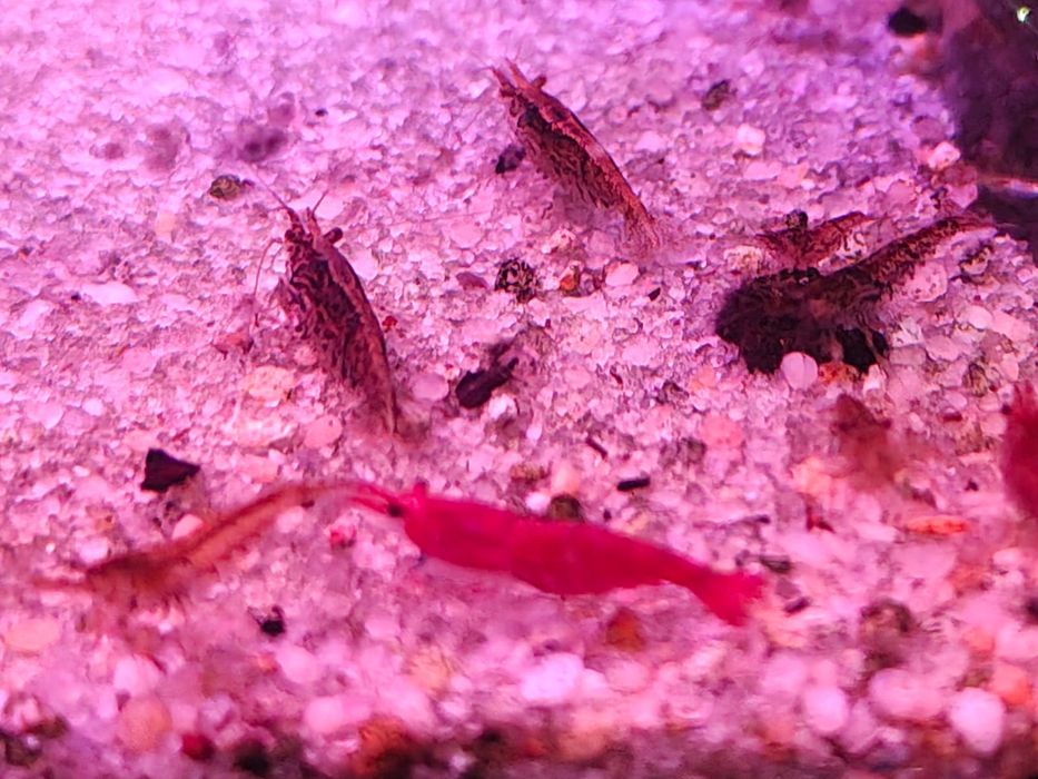 Krewetki mix mieszańce