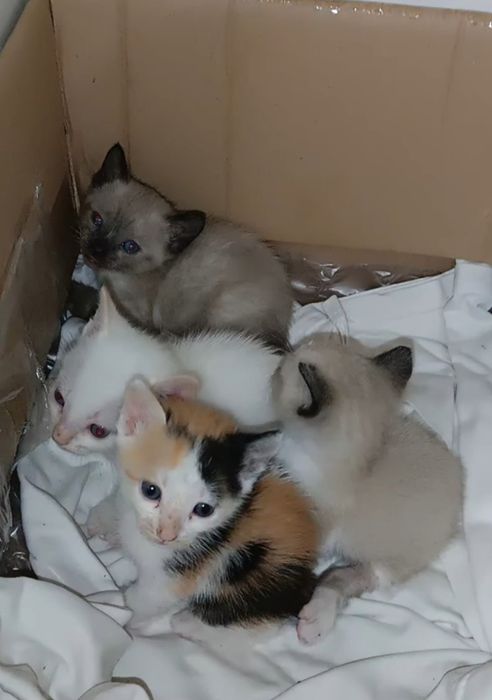Adoção Animal , Gatinhos