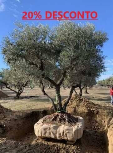 Vende-se todo o tipo de OLIVEIRAS de Qualidade PREMIUM