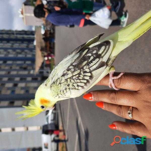 Papagaio Ring neck domésticado , selvagem