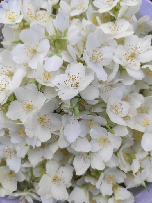 Жасмин саджанець