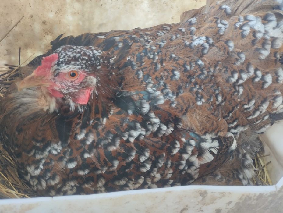 Raças exóticas- Brahmas Porcelana Bio Farm - cores raras (Patos Khaki)