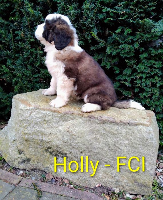 Bernardyn długowłosy -  szczeniak FCI ZKwP