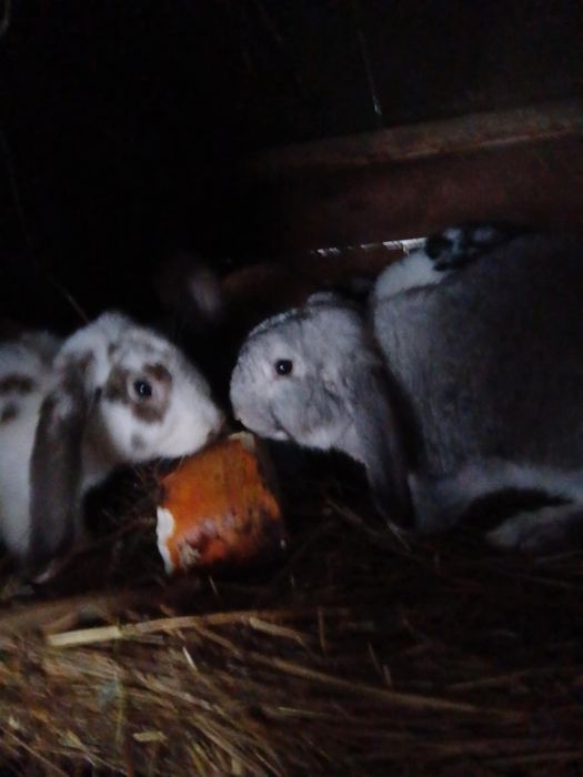 Młode kroliki mieszance