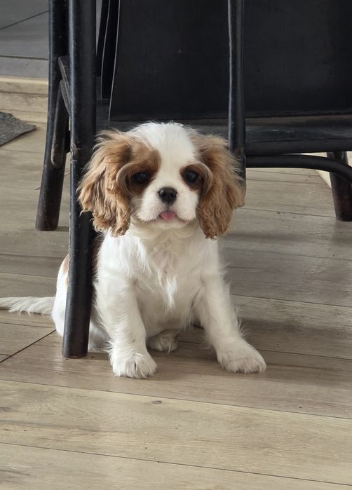 Cavalier King Charles Spaniel ZKwP FCI