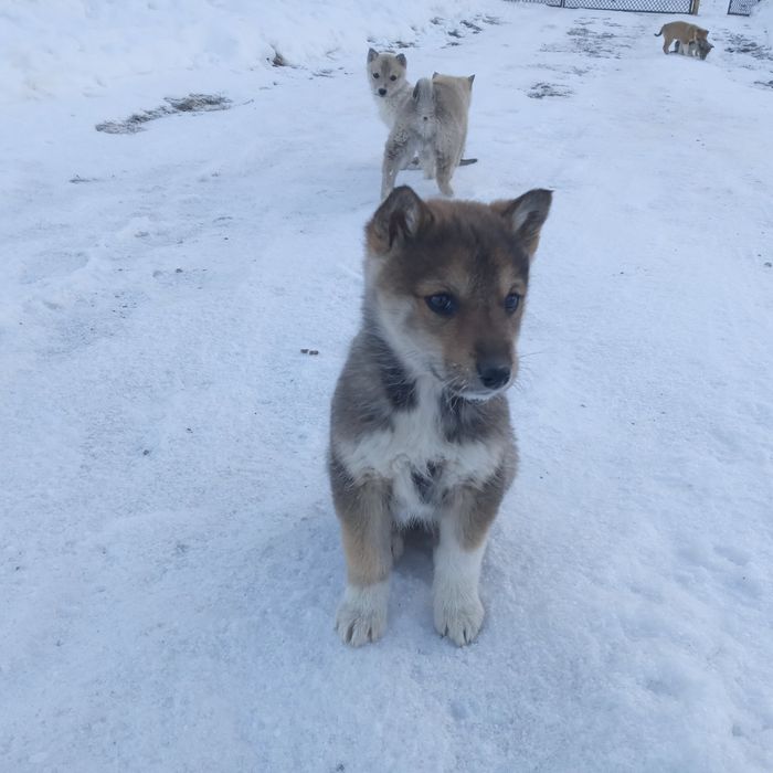 Лайки.Цуценята Західносибірські лайки.