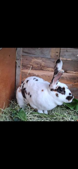 Sprzedam króliki tirex