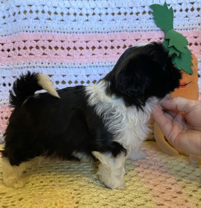 Цуценята ши тцу з документами КСУ