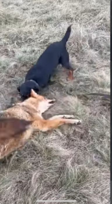 Щенки  немецкого ягтерьера