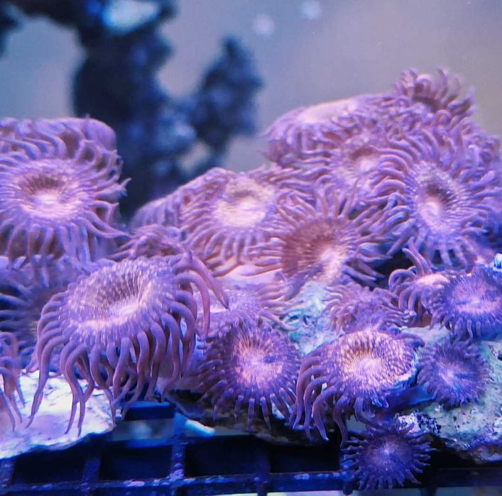 Zoanthus Zoa Fairy Dust koralowce szczepki