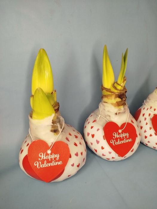 Антуріум.Гіпеаструм.