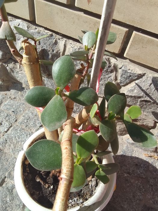 Грошове дерево, товстянка