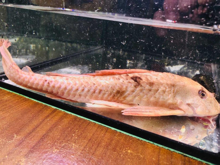 Glonojad , Zbrojnik Albinos 30 cm