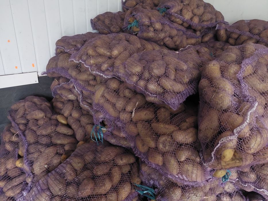 Продам картоплю двух сортів