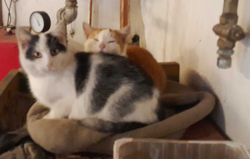 Kotek szuka domu oddam za darmo