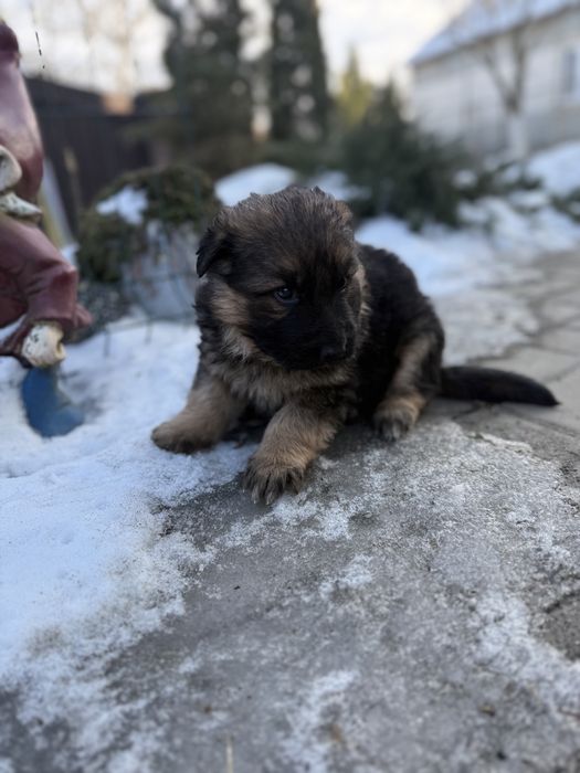Німецька віічарка