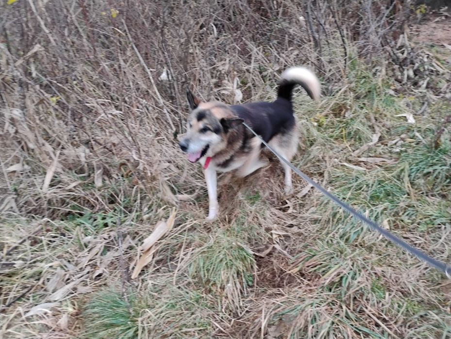 Kochany Ares prosi o własny dom