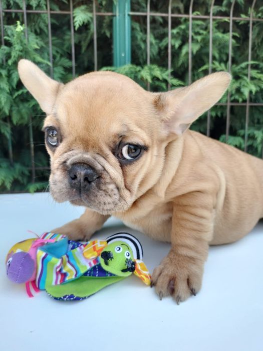 Bulldog frances top femea  exitica