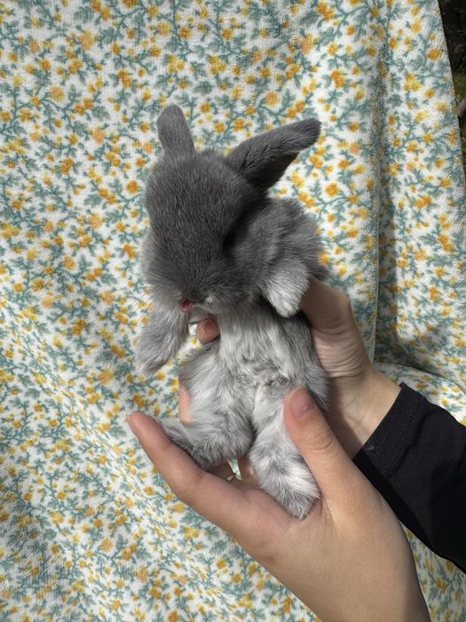 Króliki Mini Lop BunnyHop
