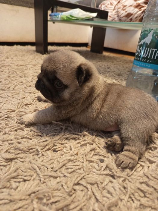 Mops chłopczyk Arnold