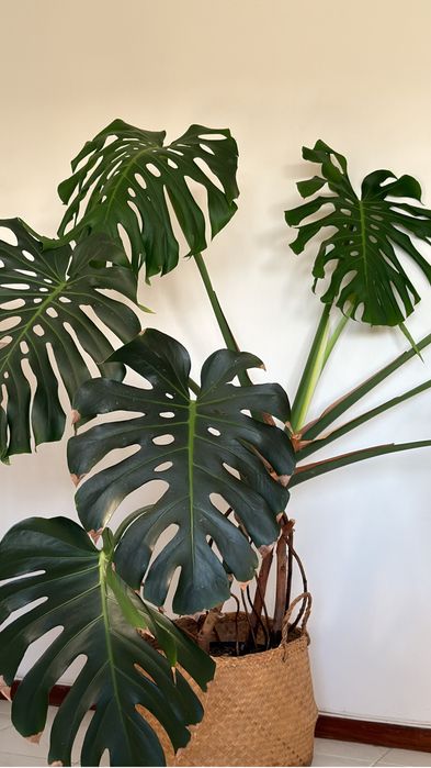 Planta monstera